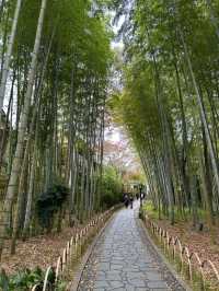 Izu's Bamboo Forest Path: A Whispering Green Tunnel Through Time