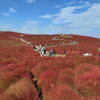 Fiery red carpets with kochia bushes in Hitachi Seaside Park