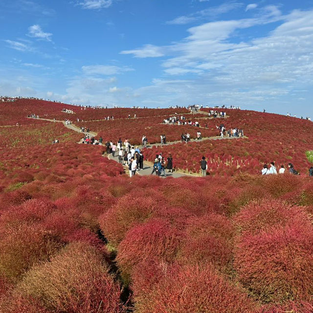 Fiery red carpets with kochia bushes in Hitachi Seaside Park