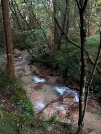 Forest Feels & Chill Trails