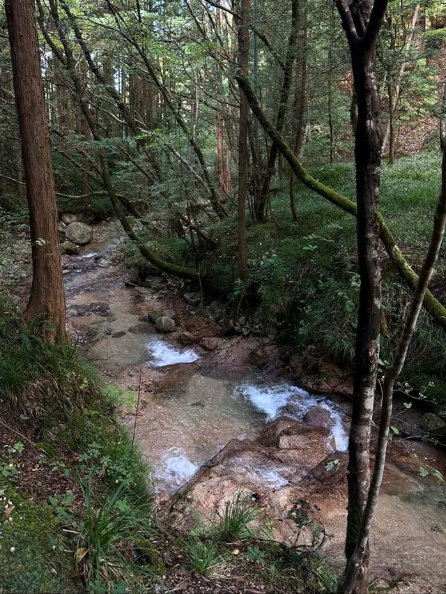 Forest Feels & Chill Trails