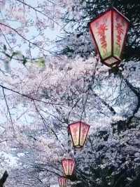 Petal Paradise Beneath Mt. Utsubuki