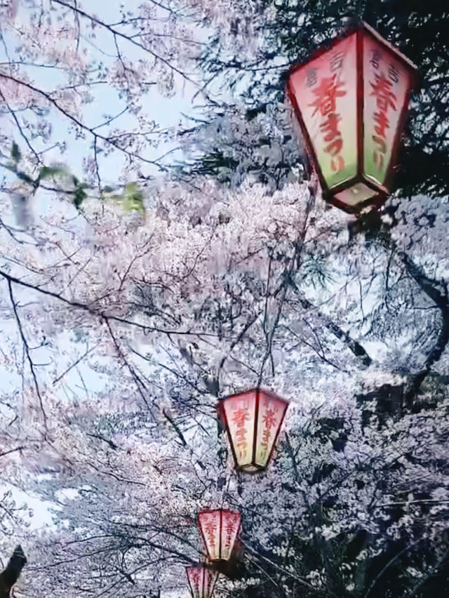 Petal Paradise Beneath Mt. Utsubuki