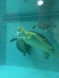【久米島】ウミガメと目が合った日｜ウミガメ館で感じた命の尊さ🐢
