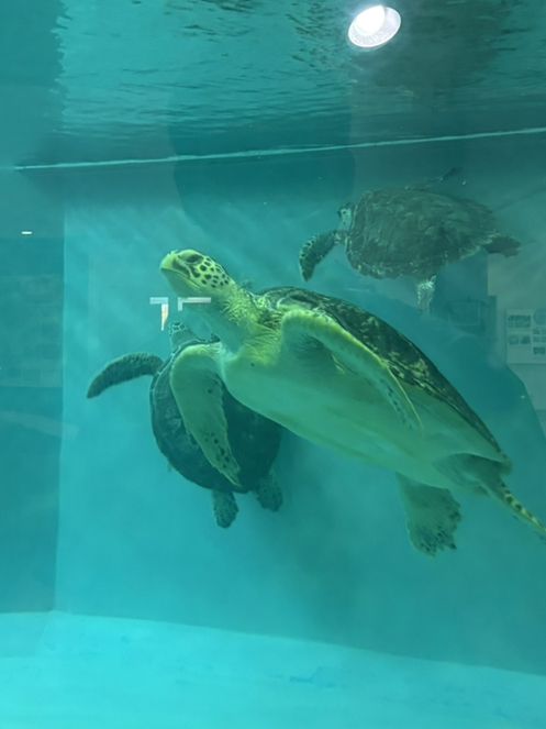 【久米島】ウミガメと目が合った日｜ウミガメ館で感じた命の尊さ🐢