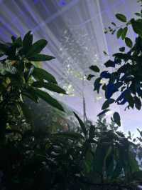 【京都】幻想的な光と音に包まれる植物園へ