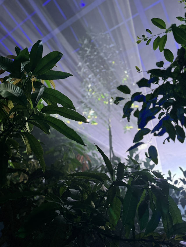 【京都】幻想的な光と音に包まれる植物園へ