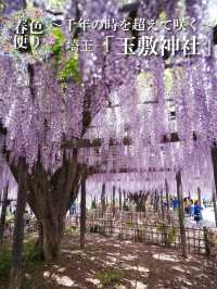【行く前にこれ見て】古社の境内に垂れ下がる神秘的な紫のカーテン💜✨※観光攻略情報付き