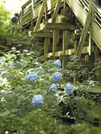鎌倉　オススメ紫陽花スポット　2選