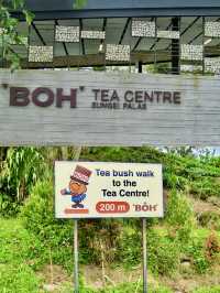 Stairway to Tea Heaven: BOH Viewpoint Delivers the Views