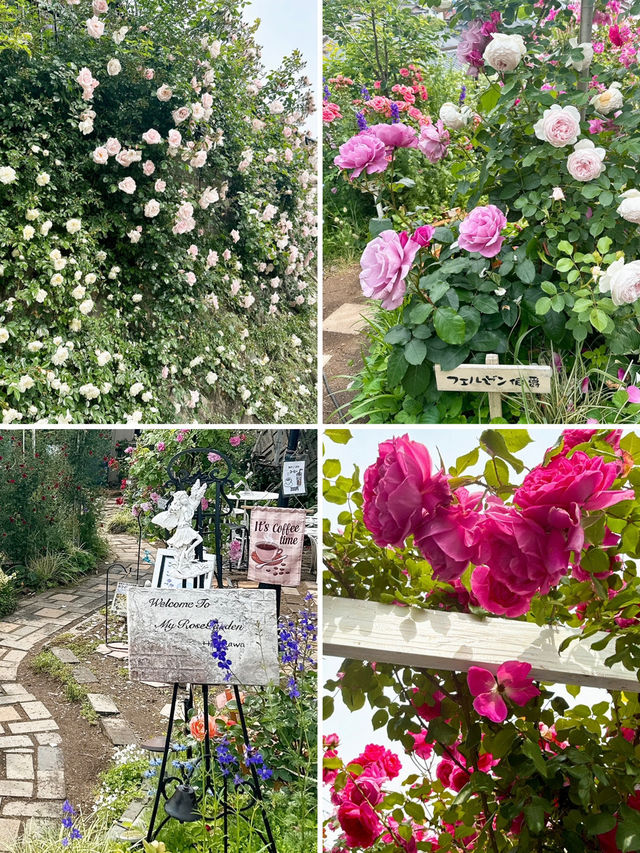 【大分】大分の初夏の有名スポット！華麗なバラ園✨