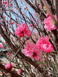 เดินเล่นริมน้ำ Sumida
