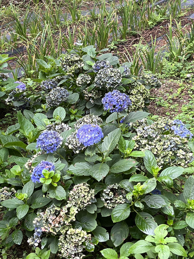 🌺【台東隱藏版花海】民宿老闆私推！5-6月限定「青山農場」繡球花仙境💐