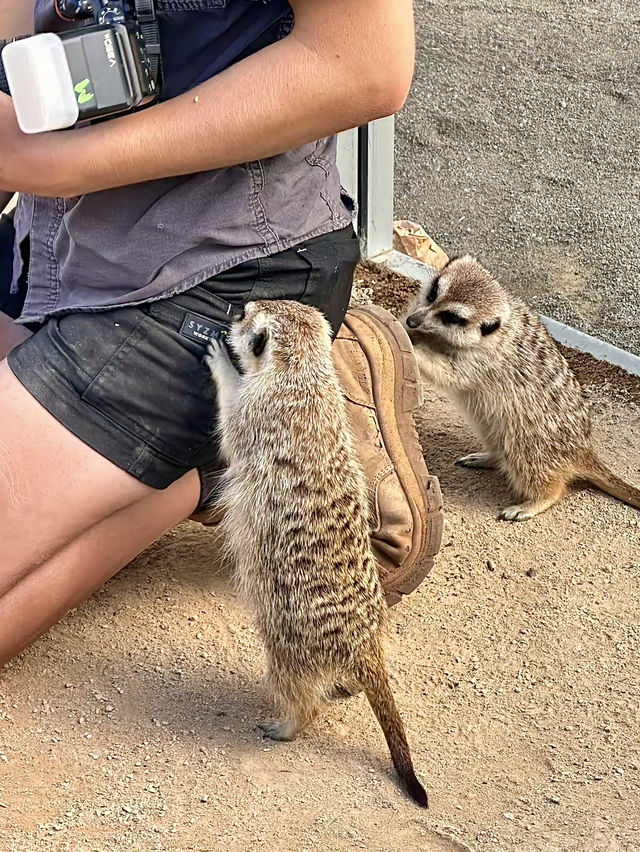 ออสเตรเลีย🇦🇺