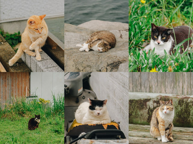 เราจะพาไปเกาะที่มีประชากรแมวมากกว่าร้อยตัว🐈