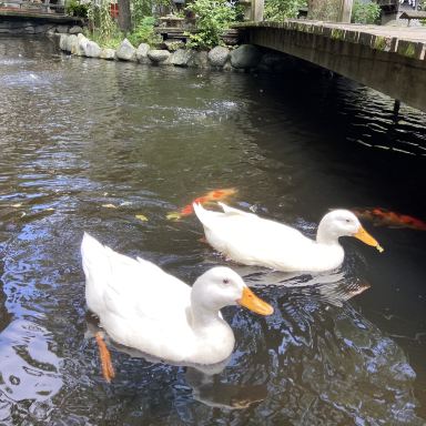 平塚】アヒルの神様がいる神社🪿平塚八幡宮🇯🇵 | Trip.com 平塚