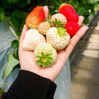 กินสตอร์เบอรี่สีขาวแบบบุฟเฟ่ต์ที่Tsujiguchi Farm