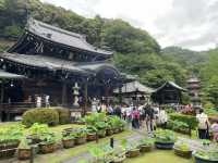 宇治人氣 過萬棵紫陽花 神社