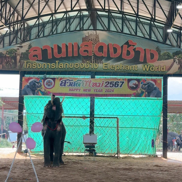 หมู่บ้านช้างสุรินทร์ น้องหมาเข้าได้🐶