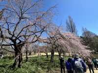 🌸城市中的綠色奇蹟！《新宿御苑》四季皆美的東京祕密花園，賞櫻、避暑、療癒心靈一次到位🍁🌿 
