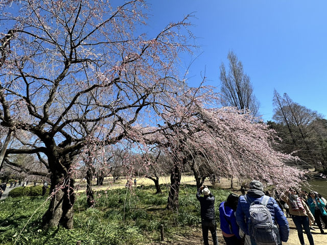 🌸城市中的綠色奇蹟！《新宿御苑》四季皆美的東京祕密花園，賞櫻、避暑、療癒心靈一次到位🍁🌿 
