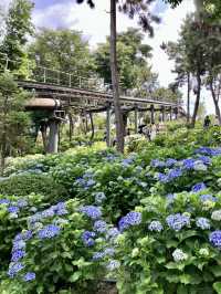 繡球花@長生浦鯨魚文化村