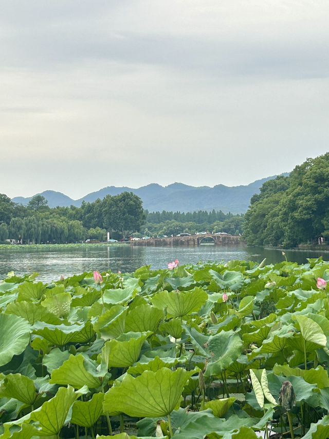 Summer Hangzhou in green