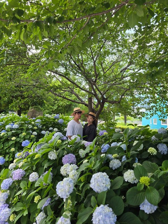 야자수 가득한 휴양지감성 거제 수국명소💜