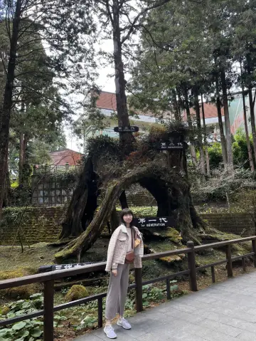 阿里山一日遊🚂小火車+神木森林療癒行🌲