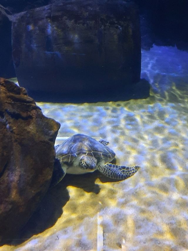 พาชม SEA LIFE Kelly Tarlton’s Aquarium, NZ🇳🇿