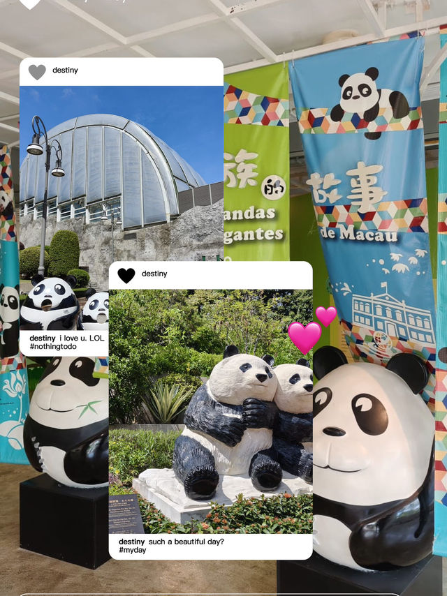 可愛的小熊貓落在澳門🐼🐼