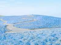🌻 Solo Adventure: Hitachi Seaside Park – A Kaleidoscope of Nature