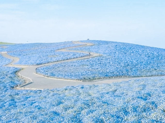 🌻 Solo Adventure: Hitachi Seaside Park – A Kaleidoscope of Nature