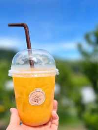 🍊Jinju The Orange Farm  ฟาร์มส้มจินจู เชียงใหม่