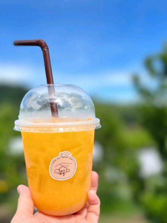 🍊Jinju The Orange Farm  ฟาร์มส้มจินจู เชียงใหม่