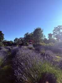 Lavender Land推介🪻