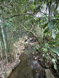 深圳l 沒想到這個仙湖植物園🌳那麼大