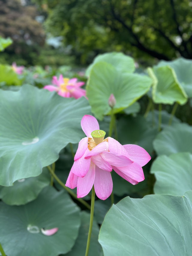 우아한 연꽃