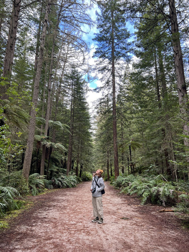 🏞 Rotorua Redwoods（Whakarewarewa Forest）｜高聳紅木林中的自然穿梭