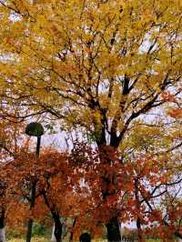 Autumn Splendor in Olympic Forest Park