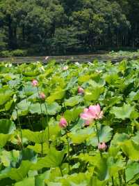BREEZE-RUFFLED LOTUS AT QUYUAN · NATURE’S PERFUMED THEATER