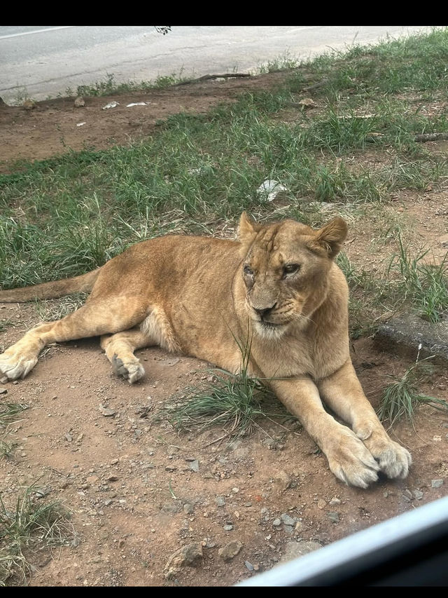 🦁秋吉台サファリランド｜動物たちと超接近！ドキドキのサファリ体験