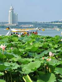 Summer Serenity at Xuanwu Lake | Nanjing’s Must-See Lotus Bloom