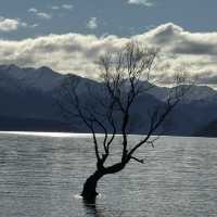 Lone tree ; Lone Me