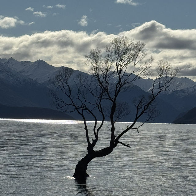 Lone tree ; Lone Me