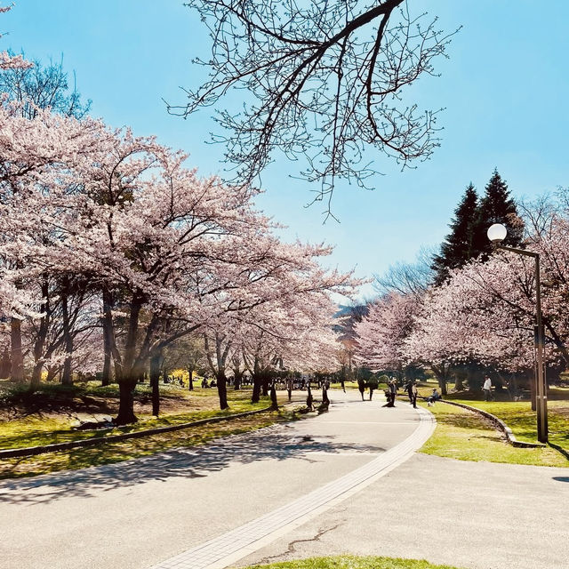 🌸 Nakajima Park: A Solo Traveler’s Urban Oasis in Sapporo! 🌿 🌸 Nakajima Park: A Solo Traveler’s Urban Oasis in Sapporo! 🌿