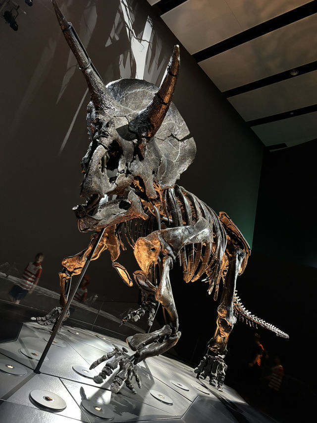 🇦🇺メルボルン博物館「トリケラトプス」展示 – 恐竜時代へのタイムトリップ