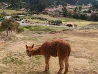 Cobblestone Charms and Cultural Treasures of Cusco City