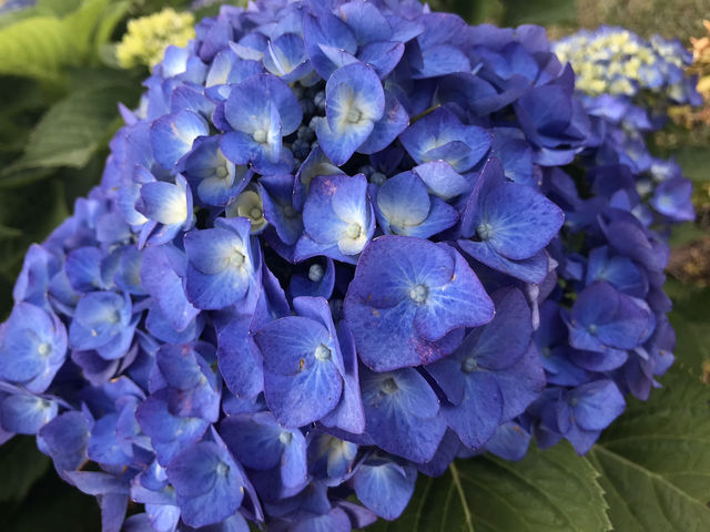 🌸 横浜新港中央広場の紫陽花から、ワールドポーターズ散策、エアキャビンで桜木町へ戻る旅