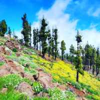 Reach New Heights at Pico de las Nieves